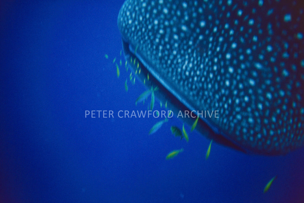 Whale shark feeders photographed by Peter Crawford.