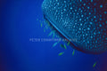 Whale shark feeders photographed by Peter Crawford.