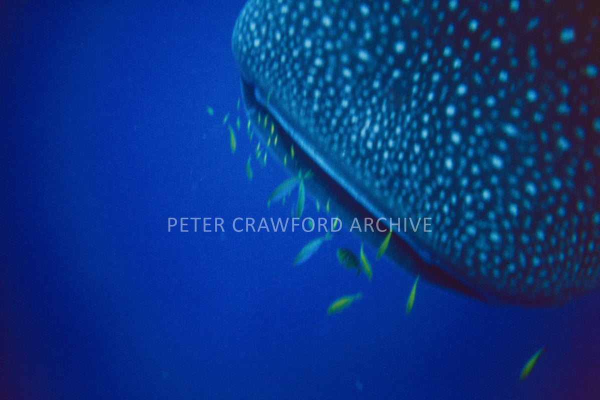 Whale shark feeders photographed by Peter Crawford.