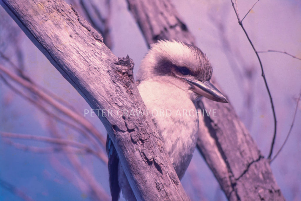 Kookaburra photographed by Peter Crawford in 1975.