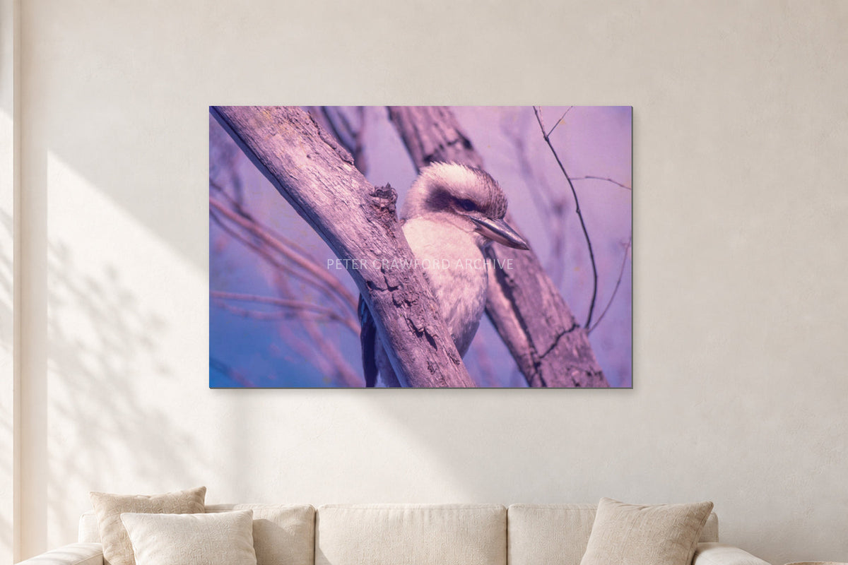 Kookaburra, 1975 by Peter Crawford — 120 × 80 cm, aluminium-mounted resin print, shown in a light minimalist living room.