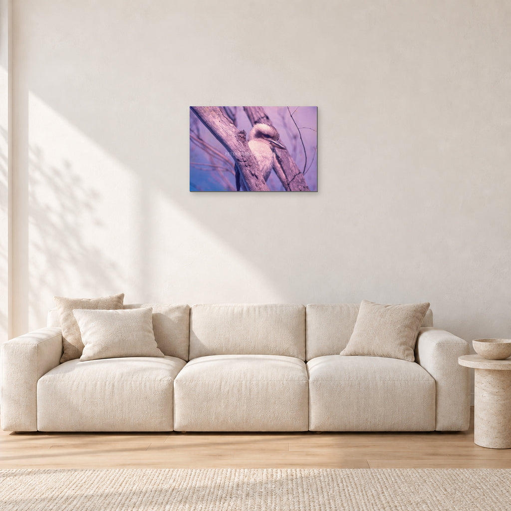 Kookaburra, 1975 by Peter Crawford — 60 × 40 cm, aluminium-mounted resin print, shown in a light minimalist living room.