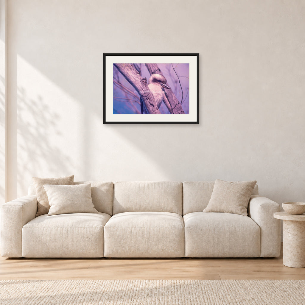Kookaburra, 1975 by Peter Crawford — 60 × 40 cm, black frame with white mat, shown in a light minimalist living room.