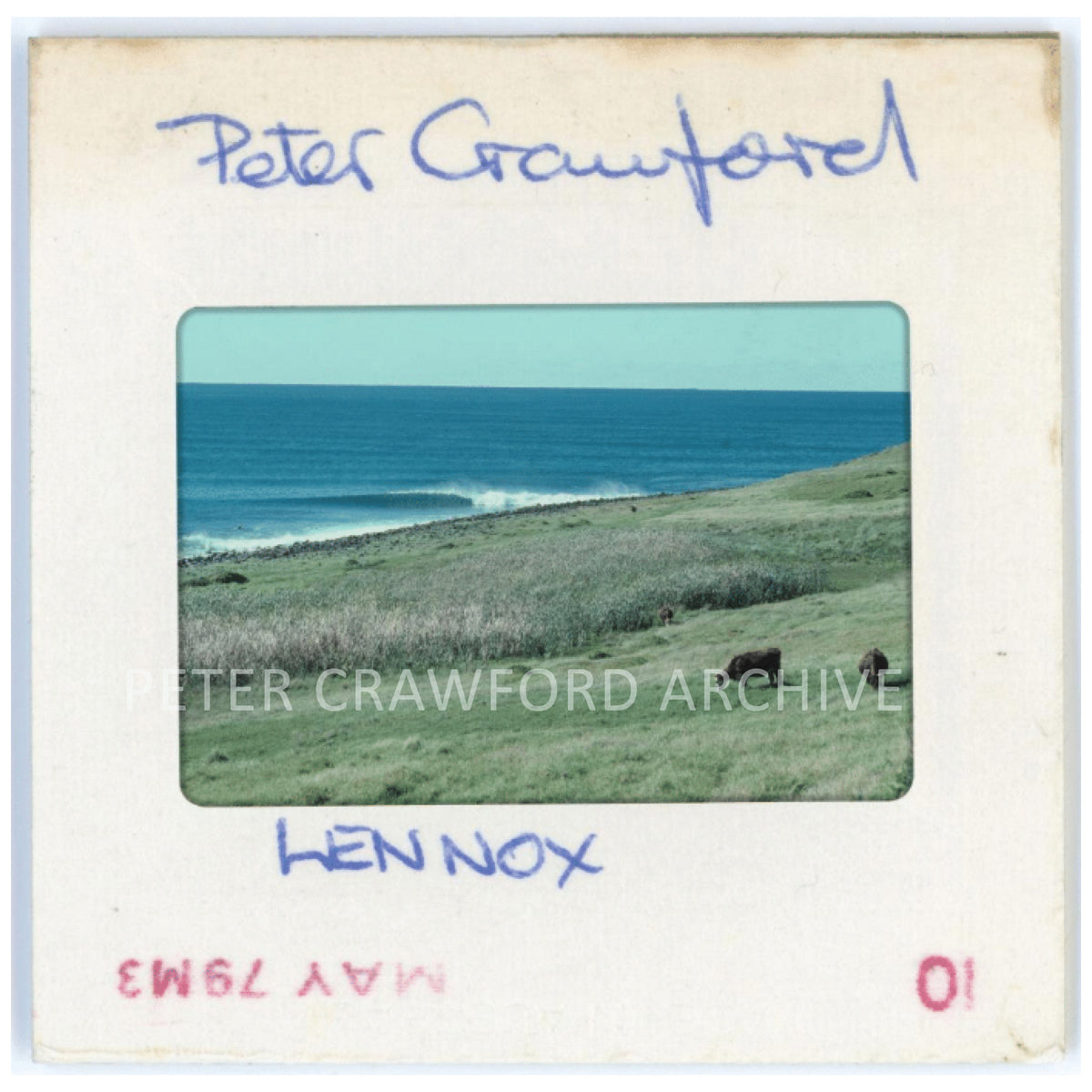 Cows roam the headland above Lennox Head in this coastal photograph from 1979. Peter Crawford Archive.