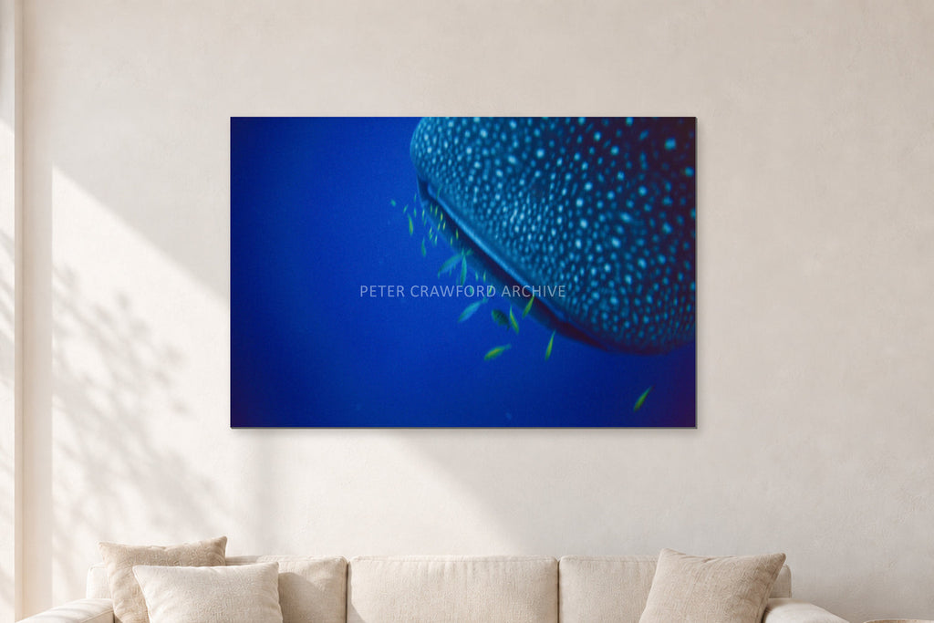 Whale Shark Feeders by Peter Crawford — 120 × 80 cm, aluminium-mounted resin print, shown in a light minimalist living room.