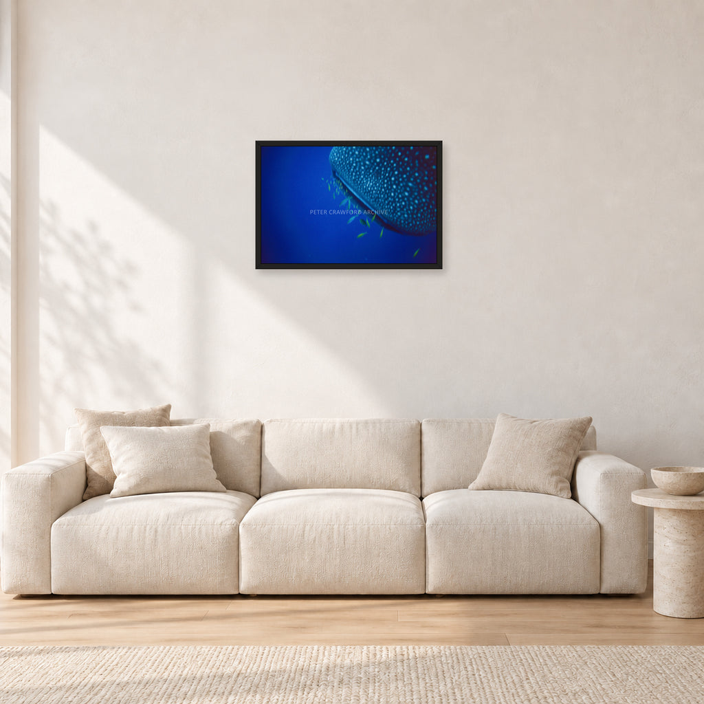 Whale Shark Feeders by Peter Crawford — 60 × 40 cm, black frame, shown in a light minimalist living room.