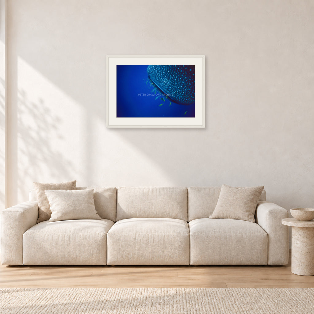 Whale Shark Feeders by Peter Crawford — 60 × 40 cm, white frame with white mat, shown in a light minimalist living room.