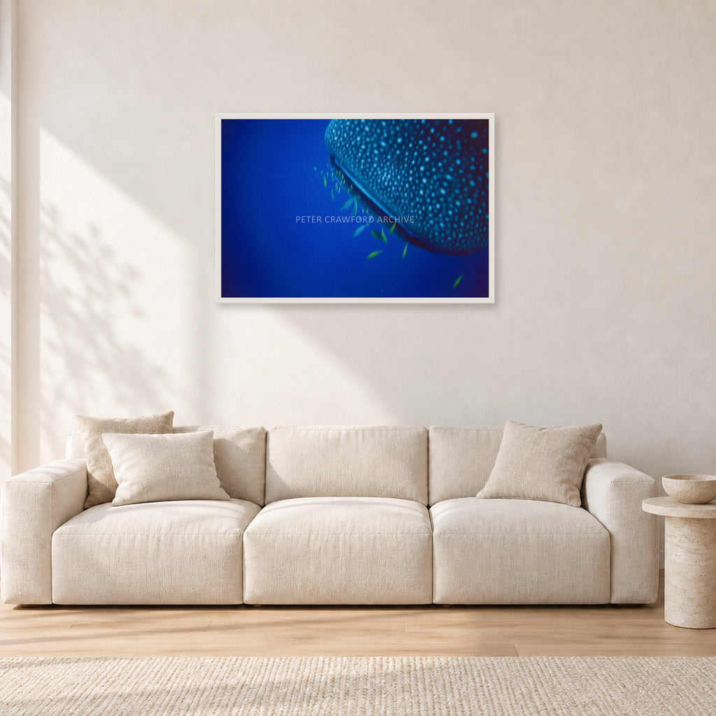Whale Shark Feeders by Peter Crawford — 90 × 60 cm, white frame, shown in a light minimalist living room.
